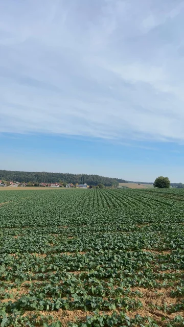 Ein grüner Pflanzenbestand mit erkennbaren Reihen und Blick über die Feldfläche.